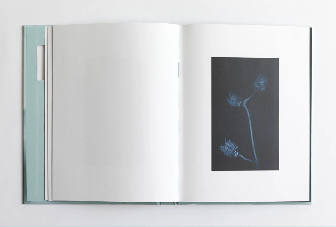 Doble página del libro abierta: fotografía de cardos en tonos azules sobre fondo oscuro.