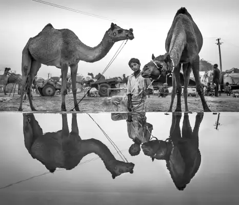 Los que vienen del desierto — Cristina Riesgo